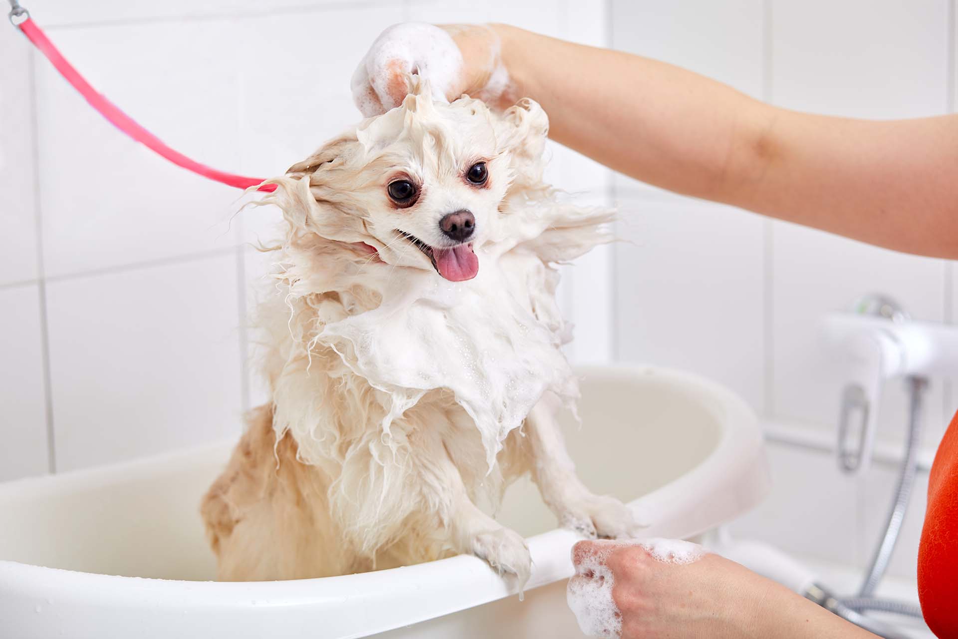 cute puppy getting a bath